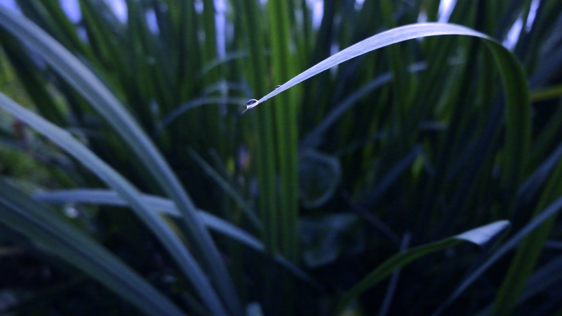 Vesipisara heinänkorrella